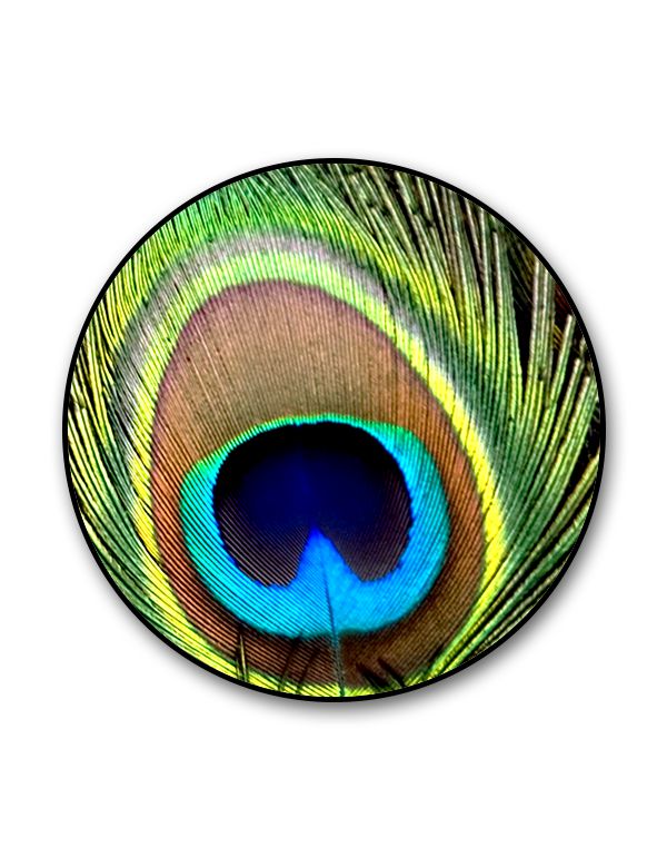 Peacock Popgrip